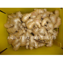 Professional Processing of Ginger